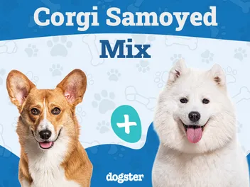 Corgi Samoyed Mix: Info, Pictures, Care & More