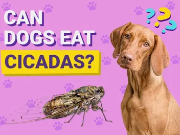 Can Dogs Eat Cicadas? Vet-Reviewed Health Concerns