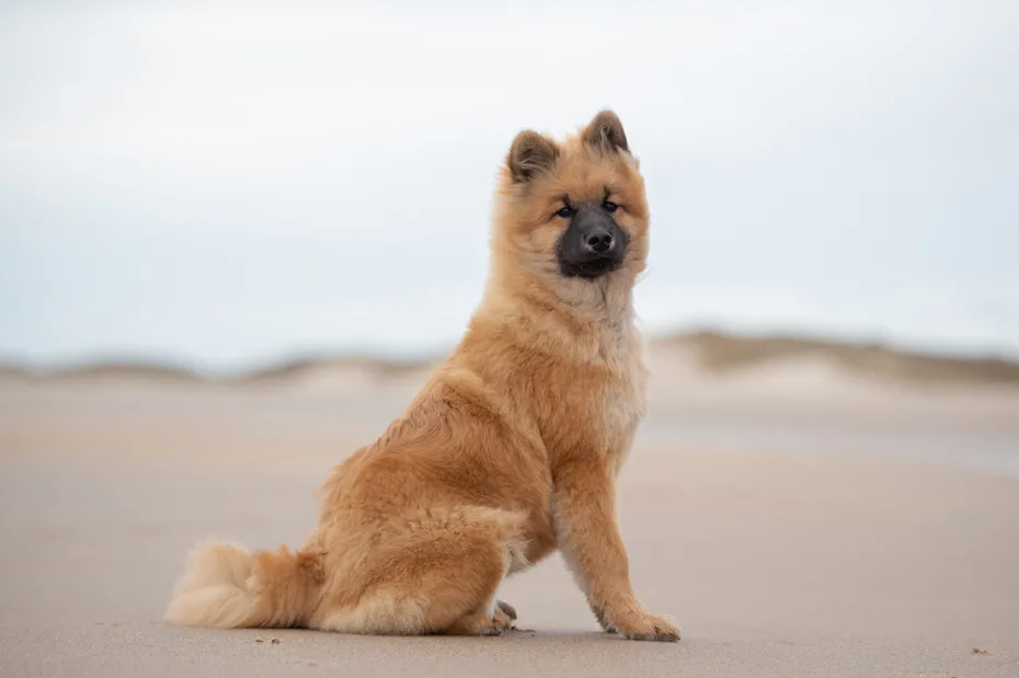 eurasier dog sitting at the beach