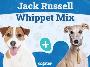 Jackawhip (Whippet Jack Russell Terrier Mix): Info, Pictures, Care & More