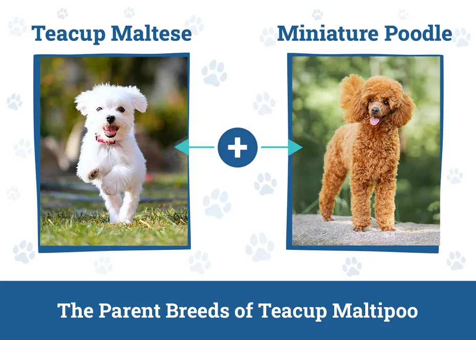 Parent Breeds of Teacup Maltipoo