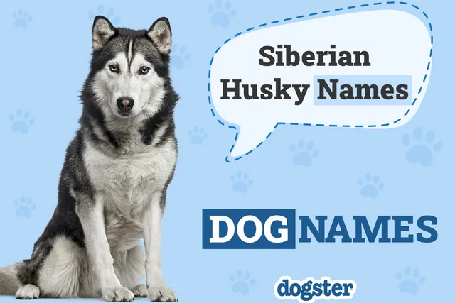 251 Popular & Unique Siberian Husky Names
