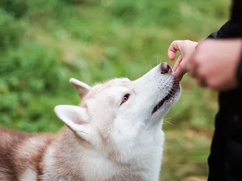 Best Calming Treats for Dogs in 2026 - Reviews & Top Picks
