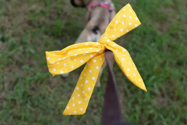 What a Yellow Ribbon on a Dog's Leash Means: What to Do If You See One