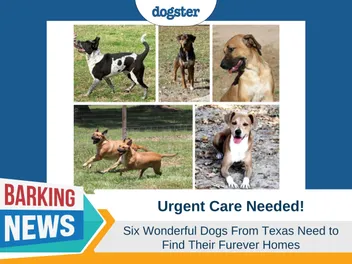 Urgent Appeal: Six Texas Dogs in Need of Furever Homes