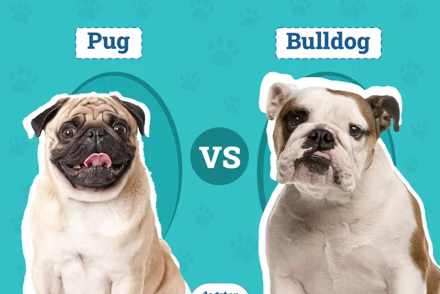 Pug vs Bulldog: Differences Explained (With Pictures)