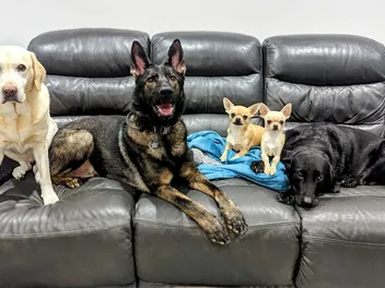 The Great Debate Part Two: Why Dogs Are Better Than Cats