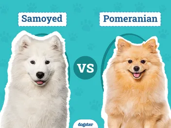 Samoyed vs Pomeranian: Notable Differences & Similarities