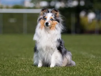 How Big a Sheltie Gets: With Growth & Weight Chart