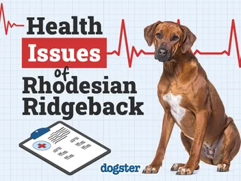 6 Rhodesian Ridgeback Health Issues to Watch For (Vet Answer)