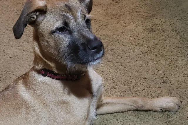Bahamian Potcake Dog Breed: Info Pictures, Temperament & Traits
