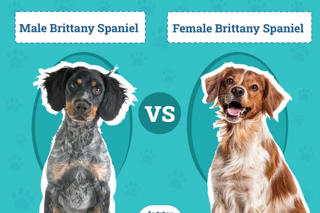 Male vs Female Brittanys: What’s The Difference (With Pictures)