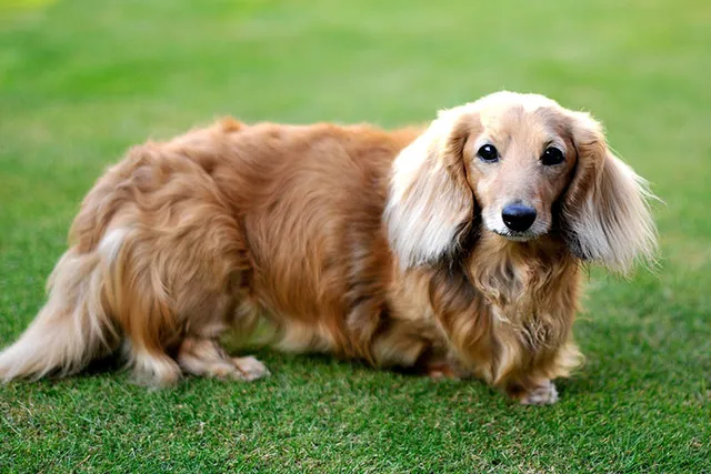 Long-Haired Dachshund: Info, Pictures, Origin & History
