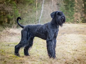 Giant Schnauzer Dog Breed: Info, Pictures, Care & More