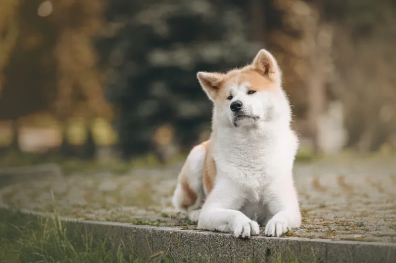 akita dog lying outdoor