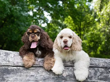 American Cocker Spaniel Breed: Info, Pictures, Facts, Traits & More