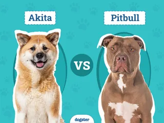 Akita vs. Pitbull: The Differences (With Pictures)