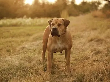 How Strong Is a Boerboel’s Bite Force? PSI Estimates & Vet-Verified Facts