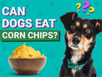 Can Dogs Eat Corn Chips? Vet-Verified Info, Risks & Alternatives