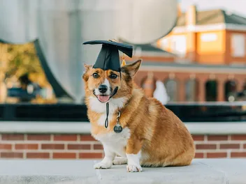8 College Degrees for Dogs: Fun Canine Studies With a Pun