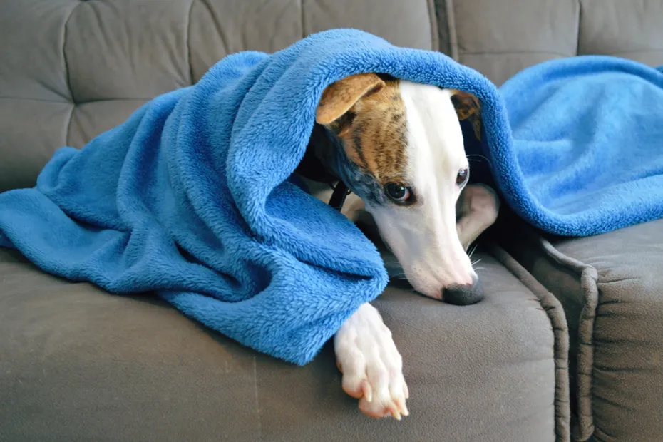 Cute-whippet-dog-laid-on-a-sofa-with-a-blue-blanket