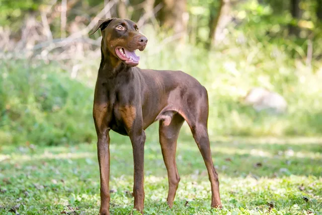 Are Dobermans More Aggressive Than Other Dogs? Vet-Verified Facts & Info