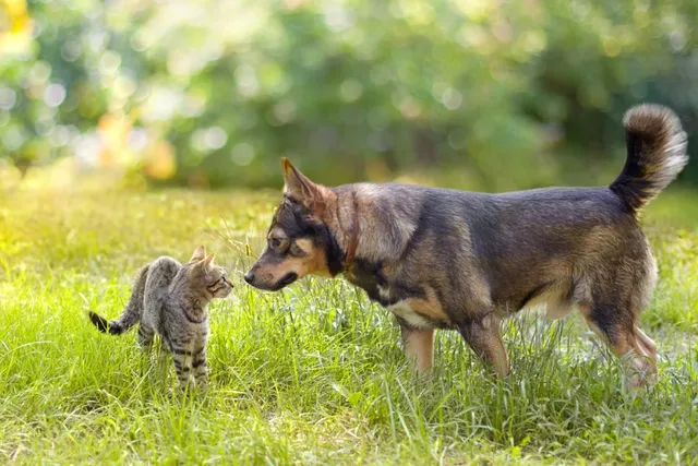 Can Dogs and Cats Talk to Each Other? Cool Vet-Reviewed Interspecies Facts
