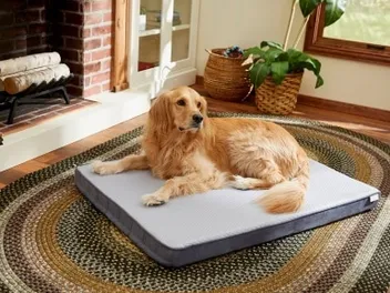 10 Best Cooling Dog Beds in 2026 - Reviews & Top Picks