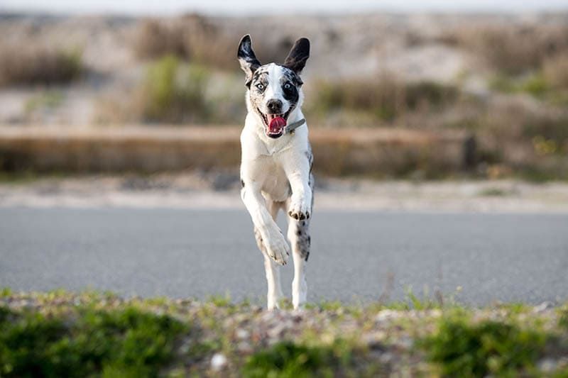 australian shepherd dalmatian mix dog jumps