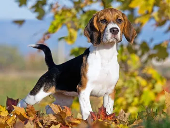 How Long Do Dogs Live? Vet-Reviewed Average Lifespan & Factors