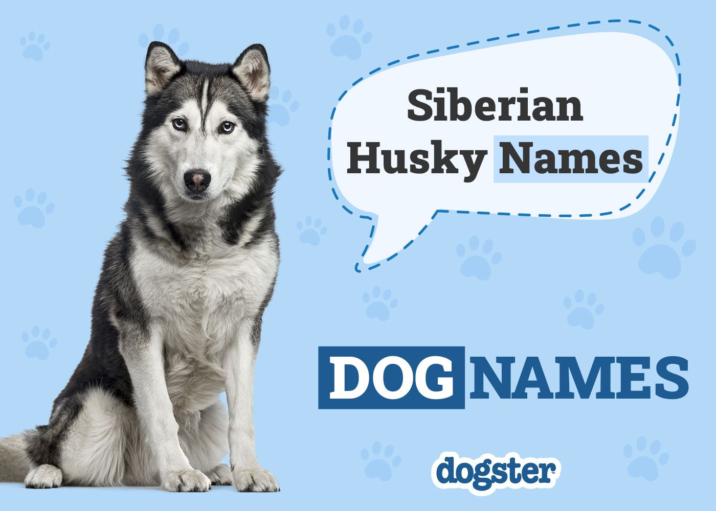 251 Popular & Unique Siberian Husky Names