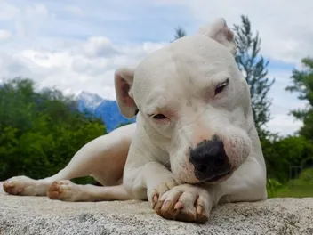 Dogo Argentino Dog Breed: Info, Pictures, Care & More