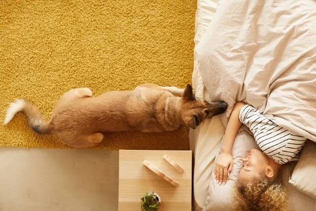 Why Does My Dog Stare at Me When I Sleep? 7 Vet-Verified Reasons