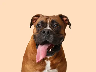 How Long Do Boxers Live? Vet-Verified Average Lifespan, Data & Care