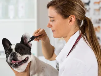 Which Dogs Are Prone to Deafness? 9 Vet-Reviewed Breeds