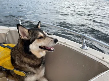 Do Dogs Get Seasick? Vet-Verified Causes, Signs & Helpful Tips