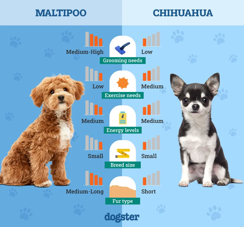 Dogster_Side by Side Comparison_ Maltipoo vs Chihuahua