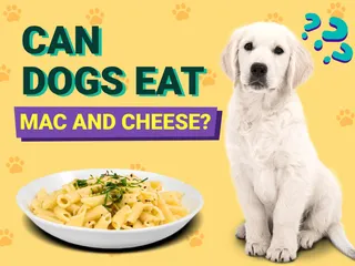 Can Dogs Eat Mac and Cheese? Vet-Reviewed Nutrition Facts & Safety Guide