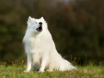 25 Dog Breeds That Howl: Info, Pictures, Temperament & History
