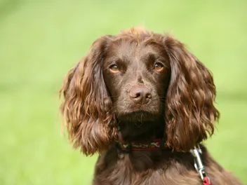 How Long Is a Dog's Short-Term Memory? Vet-Reviewed Facts & FAQ