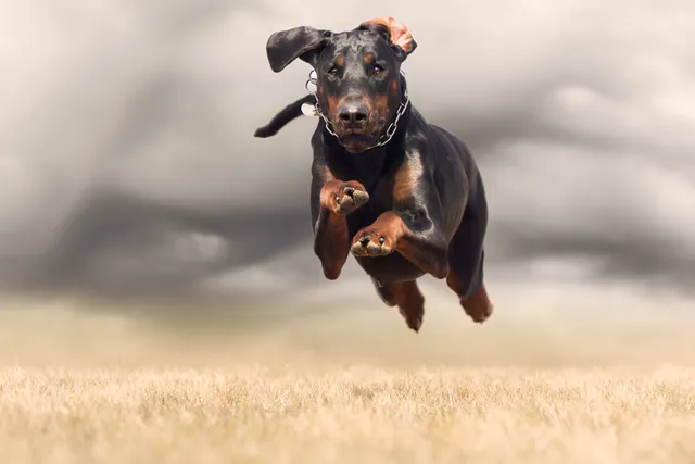 How Fast Can Dobermans Run? Top Speeds & Breed Comparison (Vet-Reviewed)