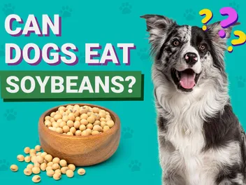 Can Dogs Eat Soybeans? Vet-Verified Facts & FAQ