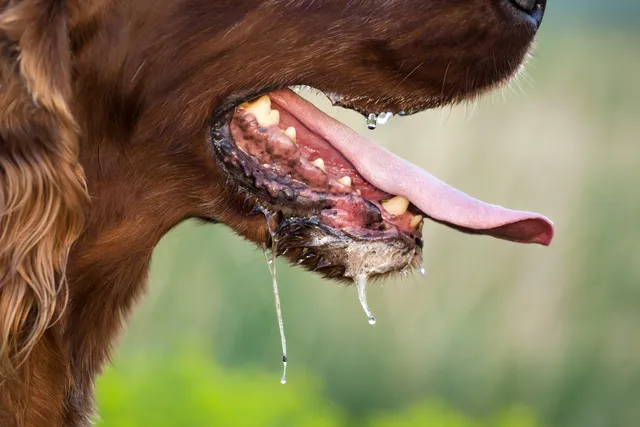 Why Is My Dog Foaming at the Mouth: 8 Common Reasons (Vet Answer)