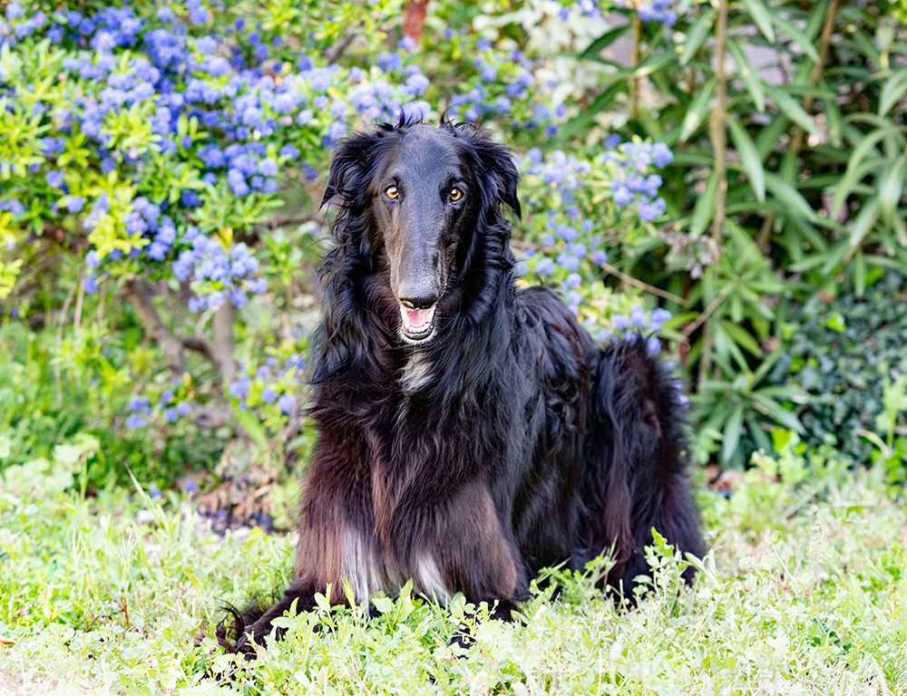 black borzoi dog on the grass