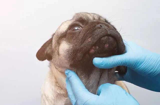 Can Dogs Get Pimples? Vet-Verified Causes & Treatments