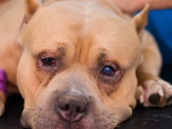 Dog Eye Ulcers: Vet-Verified Signs, Diagnosis & Treatment