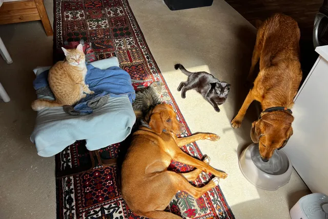 Dogs and Cats Getting Along: One Big Happy Family
