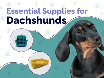 22 Essential Dachshund Supplies to Get You Started: 2026 Update
