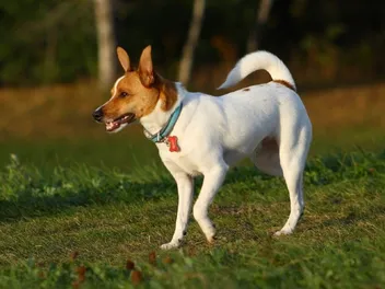 15 Rat Terrier Mixes (With Pictures)