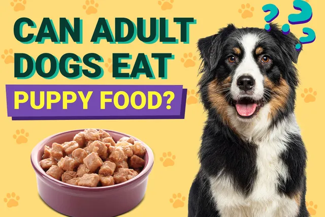 Can Adult Dogs Eat Puppy Food? Vet-Approved Facts & FAQ